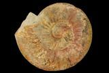 Aalenian Ammonite (Erycites) Fossil - France #152750-1